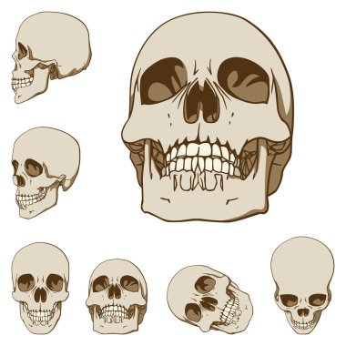 Six skulls set clipart