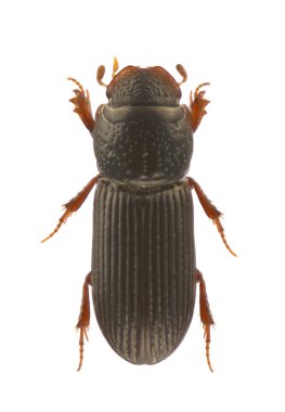 Pleurophorus caesus