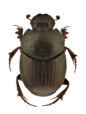 Onthophagus ruficapillus clipart