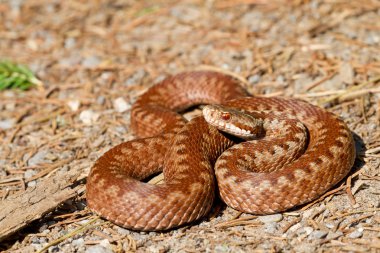 Vipera berus clipart