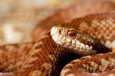 Vipera berus