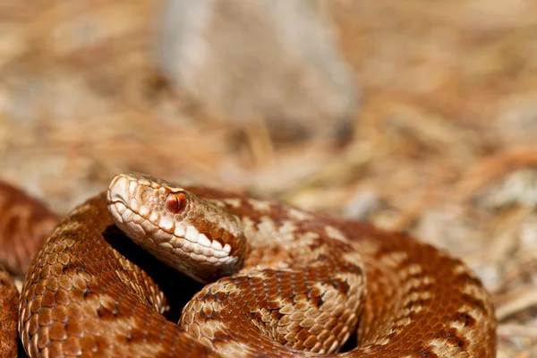 蝰蛇伯瑞斯 — 图库照片
