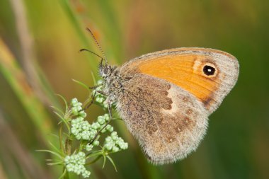 Coenonympha pamphilus