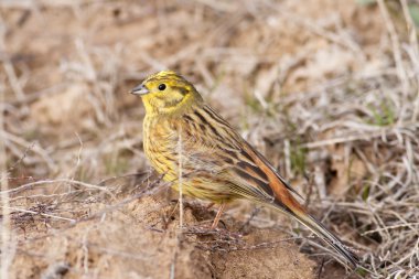 Emberiza citrinella