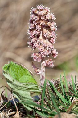 Petasites hybridus clipart