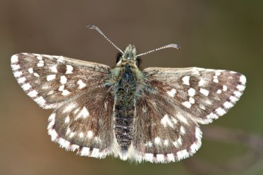 The Grizzled Skipper Pyrgus malvae clipart