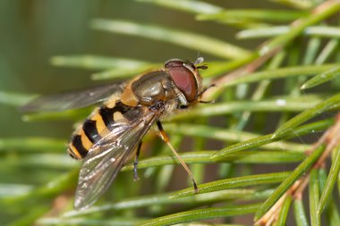 syrphus türler