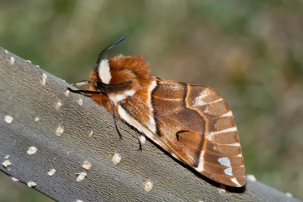 Gevlamde vlinder — Stockfoto