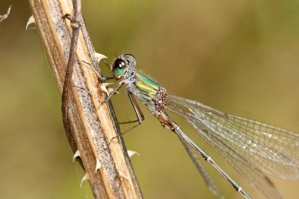 Lestes 属于 — 图库照片