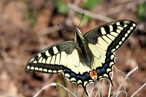 Papilio machaon — Stock fotografie