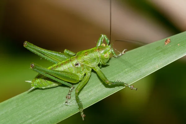 Kobylka zelená — Stock fotografie