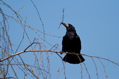 Corvus frugilegus