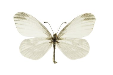 Leptidea morsei