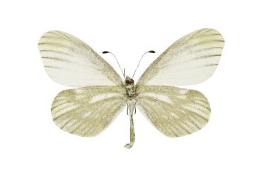 Leptidea morsei