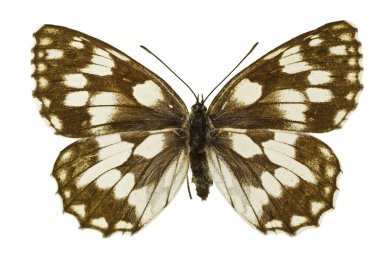 Melanargia Galaksisi