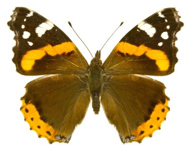 Vanessa Atalanta