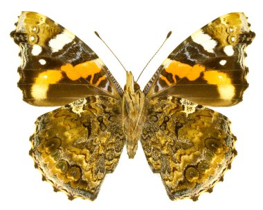 Vanessa atalanta clipart