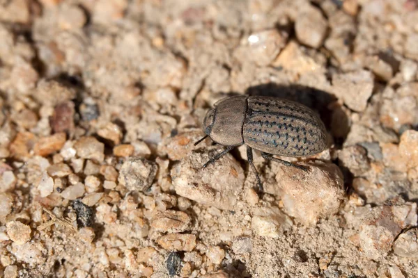 Opatrum sabulosum — Fotografia de Stock