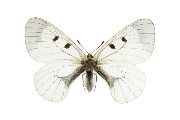 Parnassius mnemosyne — Stok fotoğraf