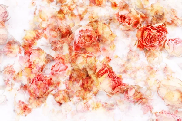 Suchý růže krásné, umělecké zázemí — Stock fotografie