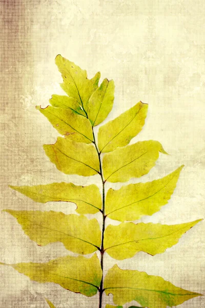 シダの葉の古い、ビンテージ背景 — ストック写真