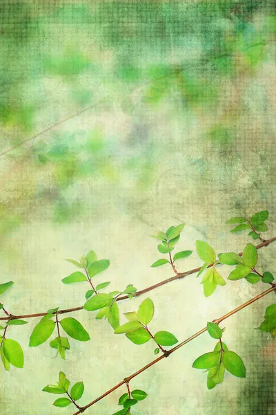 美しい自然の葉グランジ、功妙な背景 — ストック写真