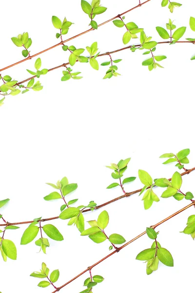 Folhas verdes ramos em branco — Fotografia de Stock