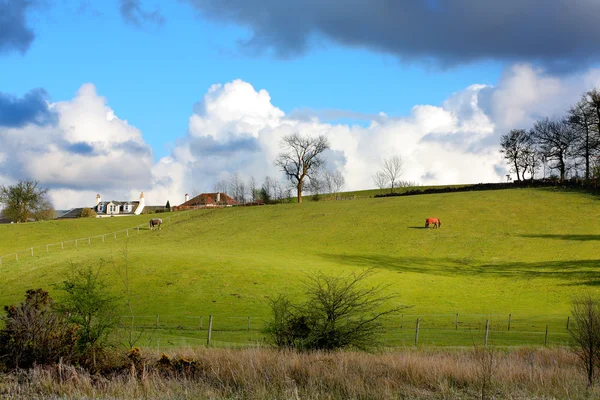 Vacker vår landskap, Skottland — Stockfoto