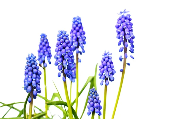 Blauer Frühling Hiacynth aus nächster Nähe — Stockfoto