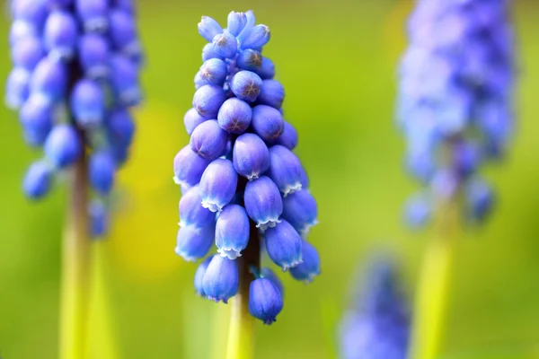 Синяя Весна hiacynth крупным планом — стоковое фото
