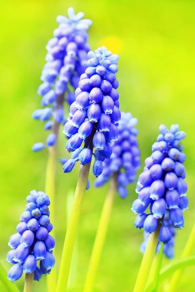 Blauwe voorjaar hiacynth close-up — Stockfoto
