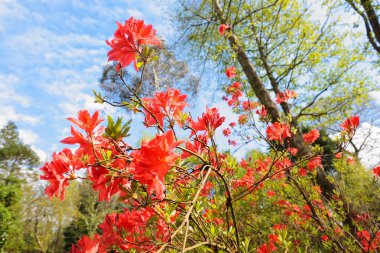 Blooming red azalea plant clipart