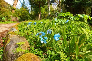 Meconopsis 'LINGHOLM' blue flowers clipart