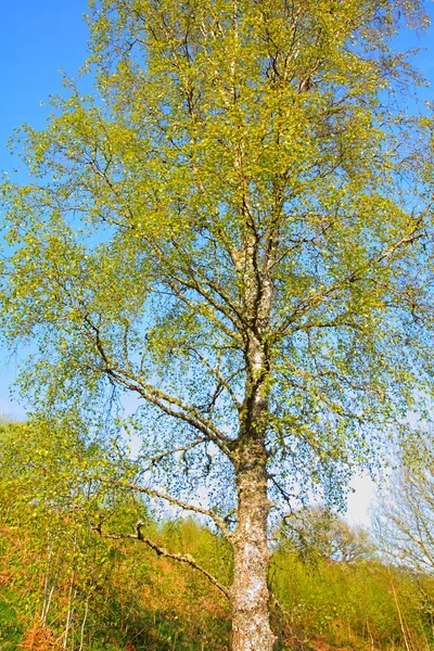Mooie berk boom in het voorjaar — Stockfoto