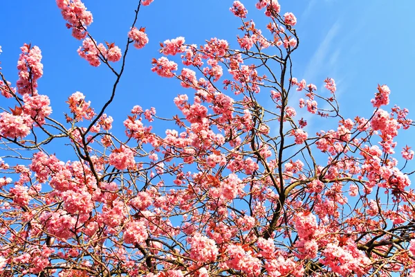 Japanese cherry tree branches against blue sky — Stock Photo, Image