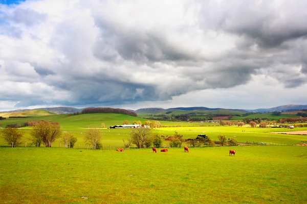 Gyönyörű vidéki táj legelésző tehenek, hegyek és fák — Stock Fotó