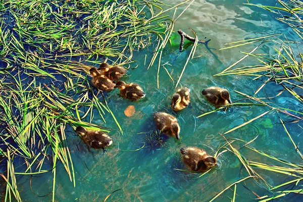 Cute little kaczki w wodzie — Zdjęcie stockowe
