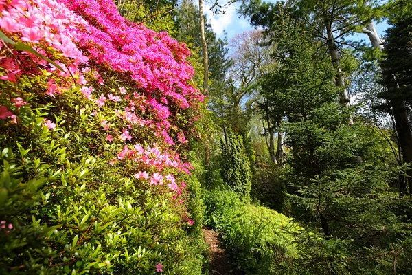 Rosa azalea och barrträd träd i den gamla trädgården — Stockfoto