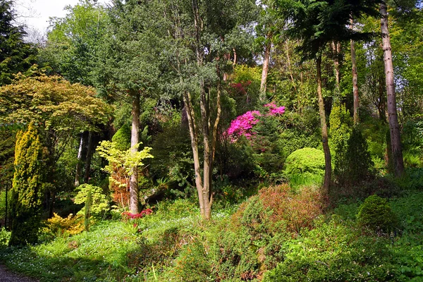 Pink azalea and conifer trees in the old garden — Stock Photo, Image