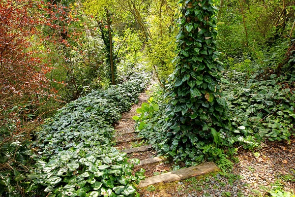 Старый сад со ступенями и плющом — стоковое фото