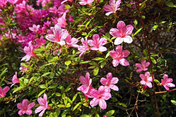 Azaleas rosadas florecen — Foto de Stock