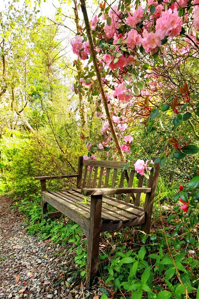 Романтический сад с деревянной скамьей и деревьями — стоковое фото