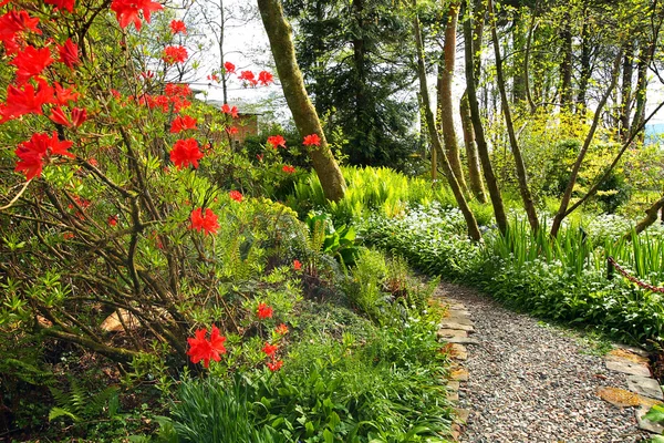 Kırmızı açelya ve cobblestones yolu ile güzel bahar bahçe — Stok fotoğraf