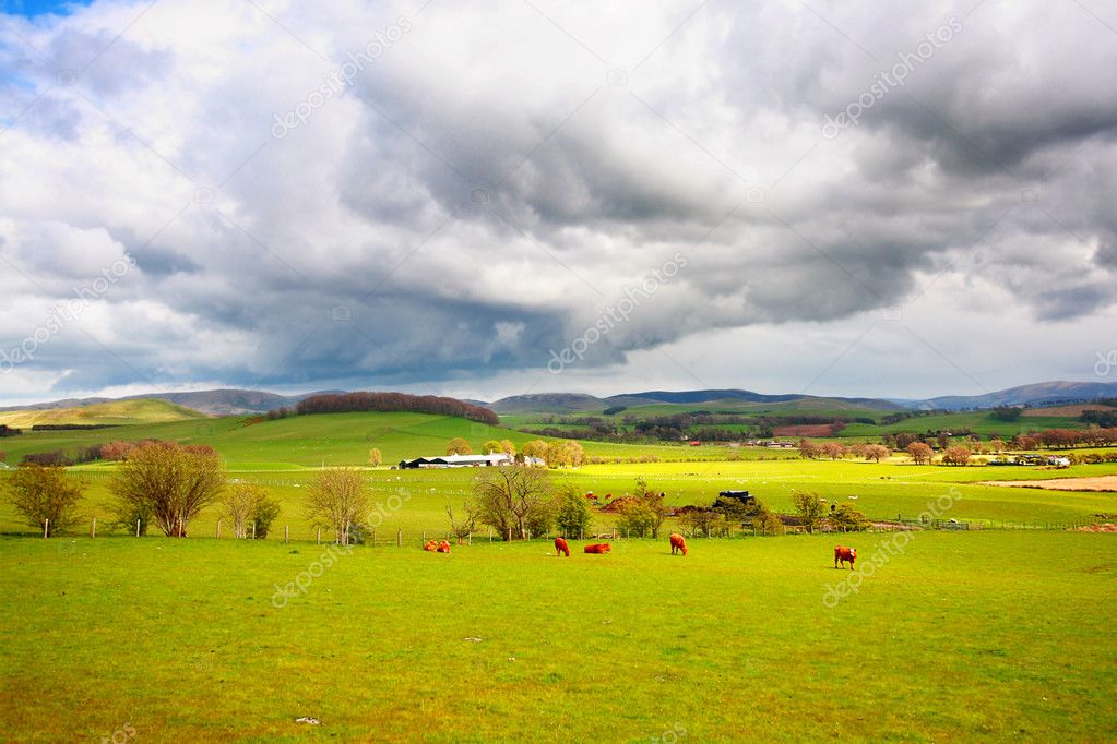 Beautiful rural landscape with grazing cows, hills and trees