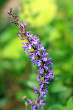 Salvia divinorum yakın çekim