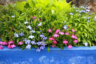 Lobelia erinus in a blue pot clipart