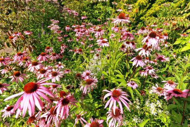 echinacea purpurea, yaz çayır