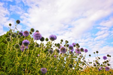 Great globe thistle, Echinops sphaerocephalus clipart