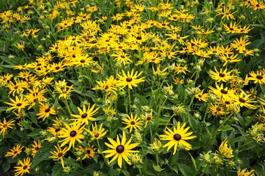 Rudbeckia fulgida var. Süllvantii mi?