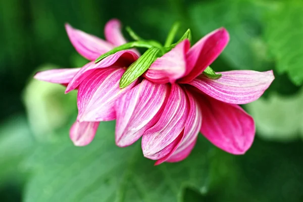 Krásné sytě růžový dalia, dahlia — Stock fotografie